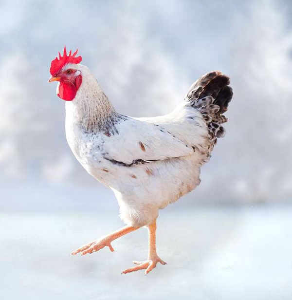 肉鸡场解决计划